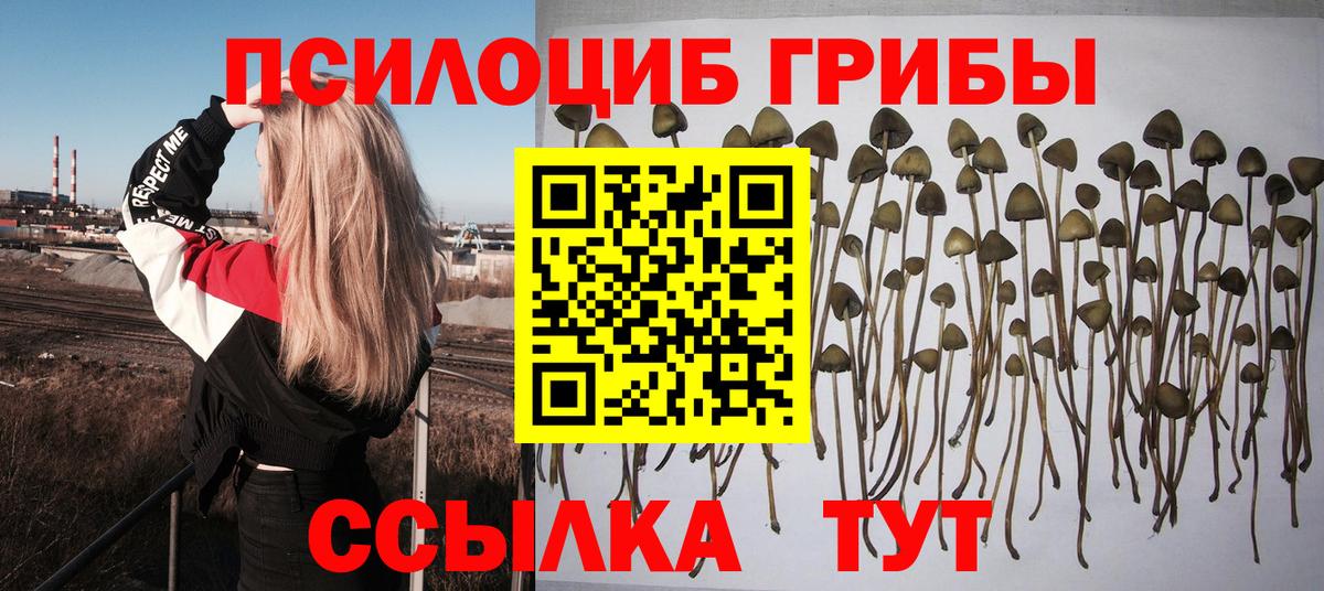 Лангепас  Галлюциногенные грибы Psilocybine cubensis  Вход с VPN 